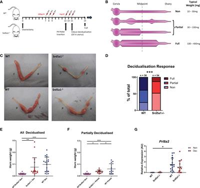 A role for steroid 5 alpha-reductase 1 in vascular remodeling during endometrial decidualization